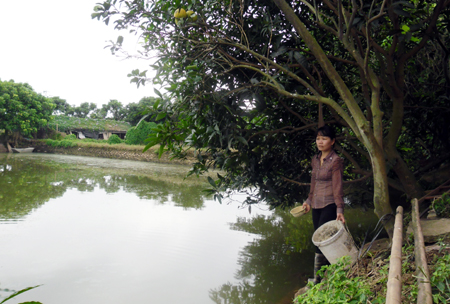 Hưng Yên Cùng nhà nông vượt khó làm giàu